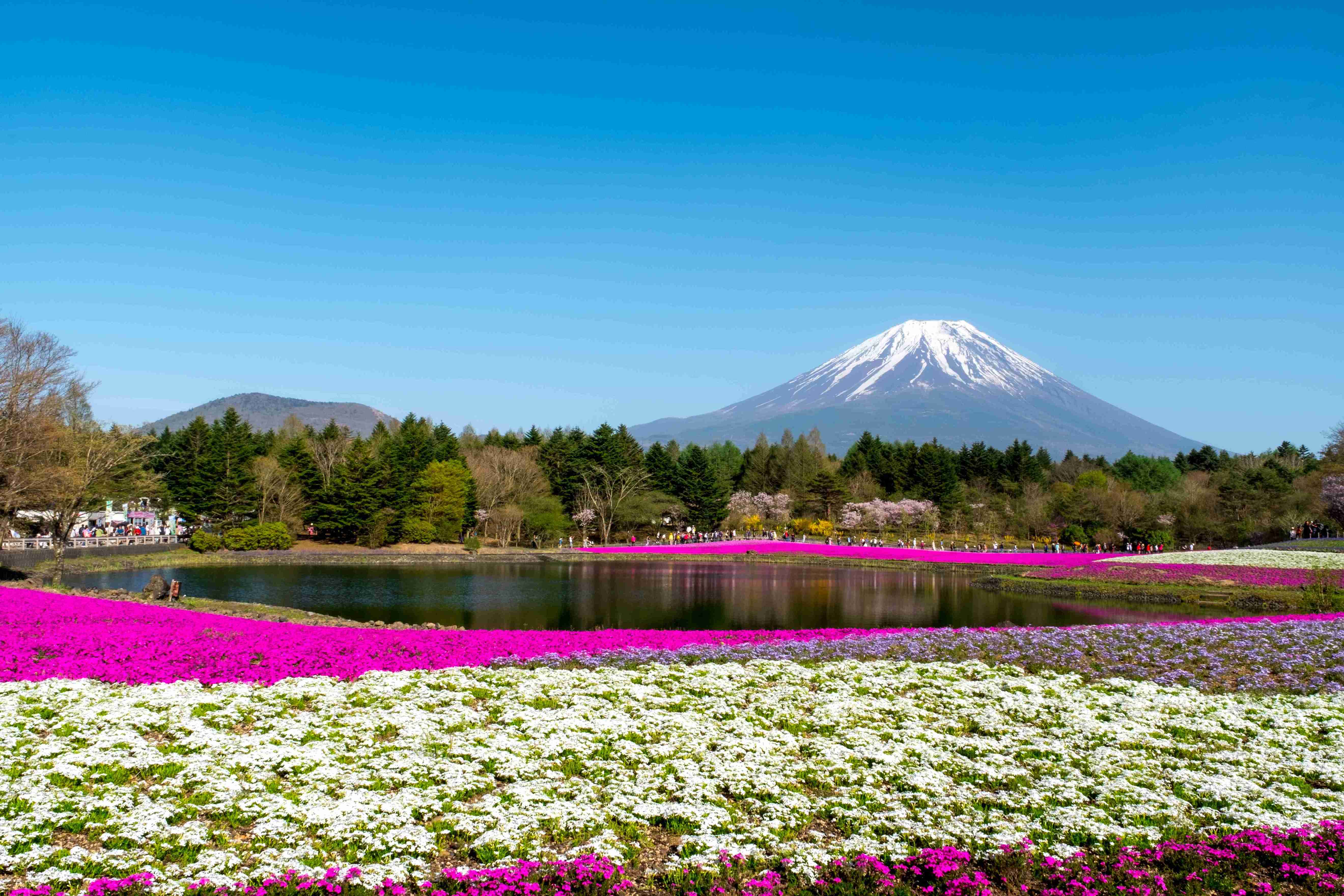 Favorite Japan Alpine Route + Shibazakura Festival & Gotemba Premium Outlets
